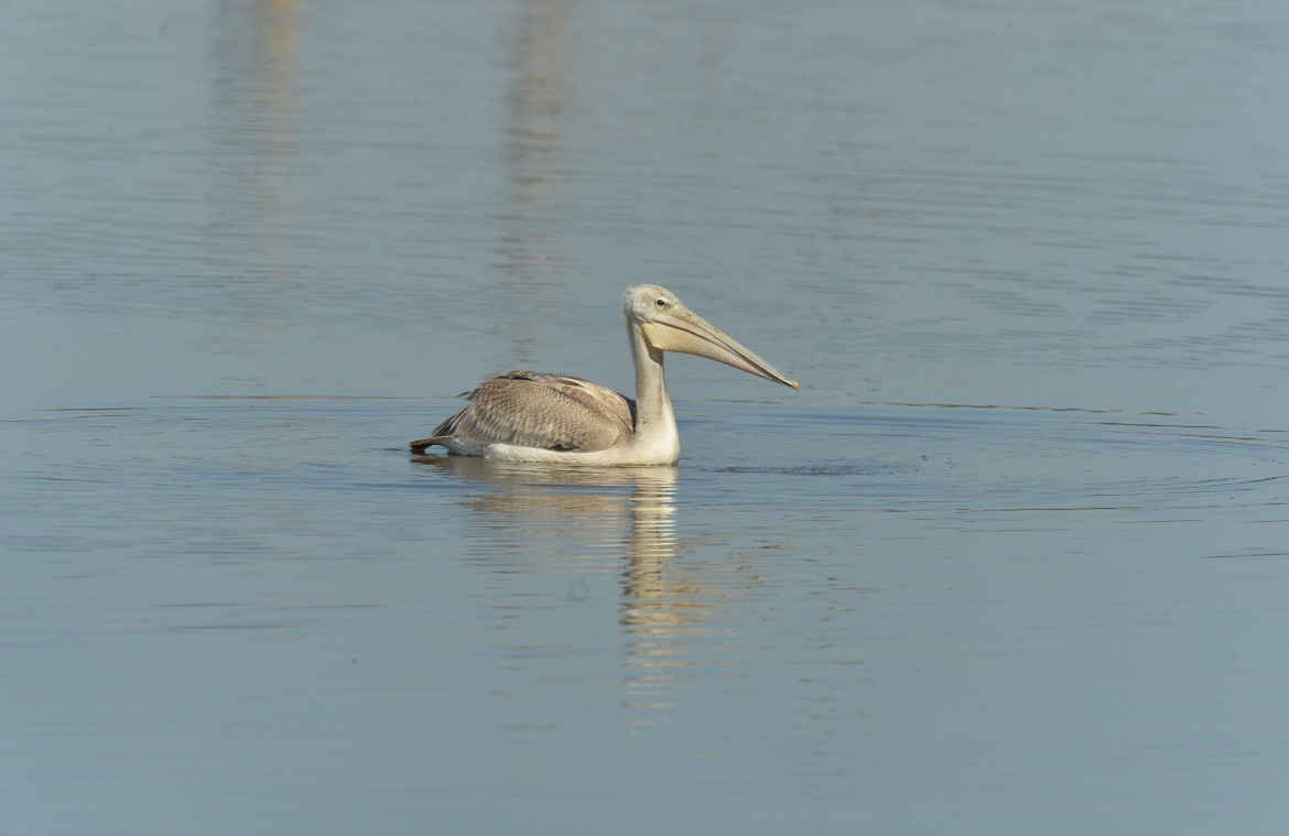 Pink-backed Pelican - ML619933000