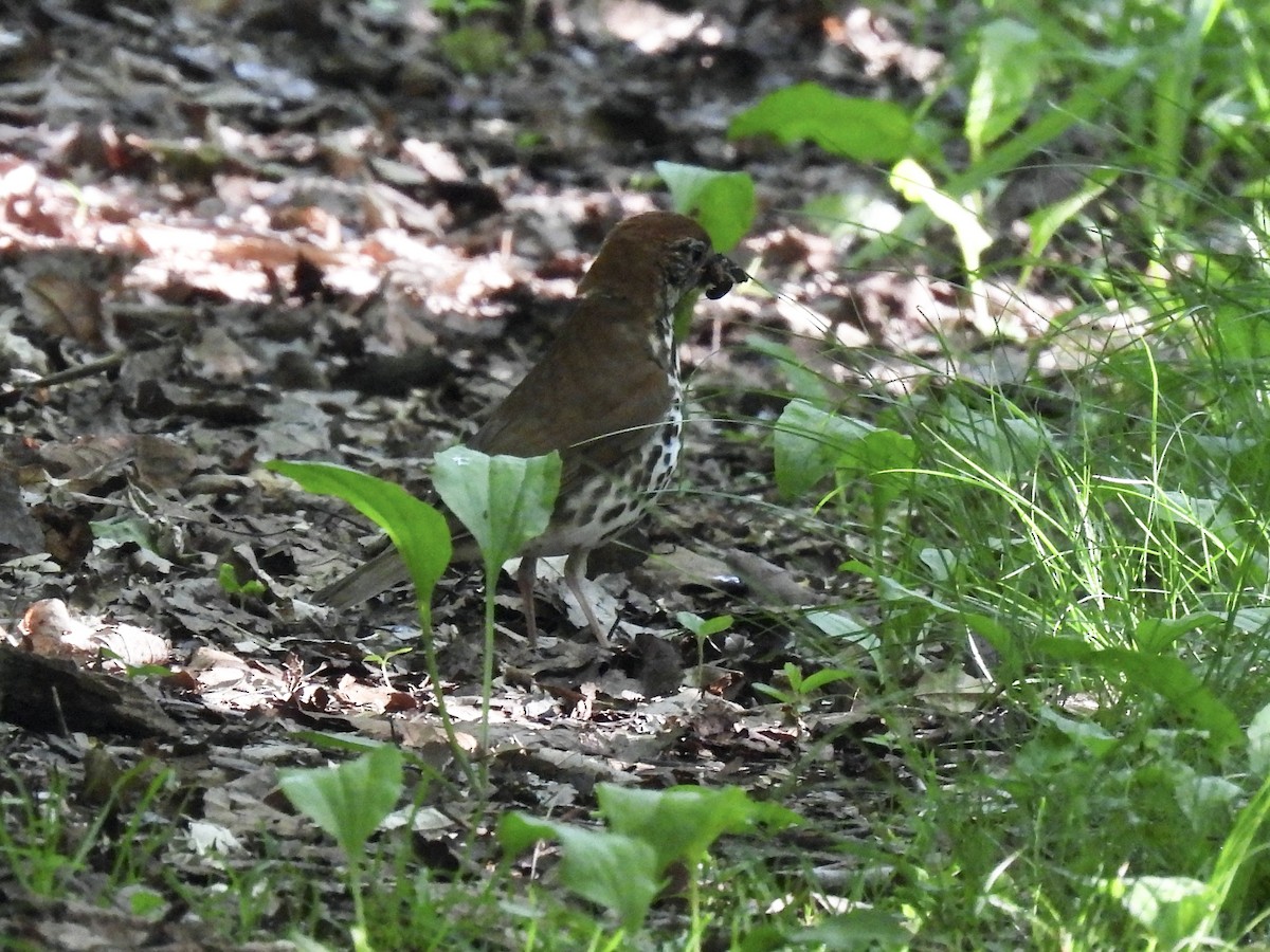 Wood Thrush - ML619933006