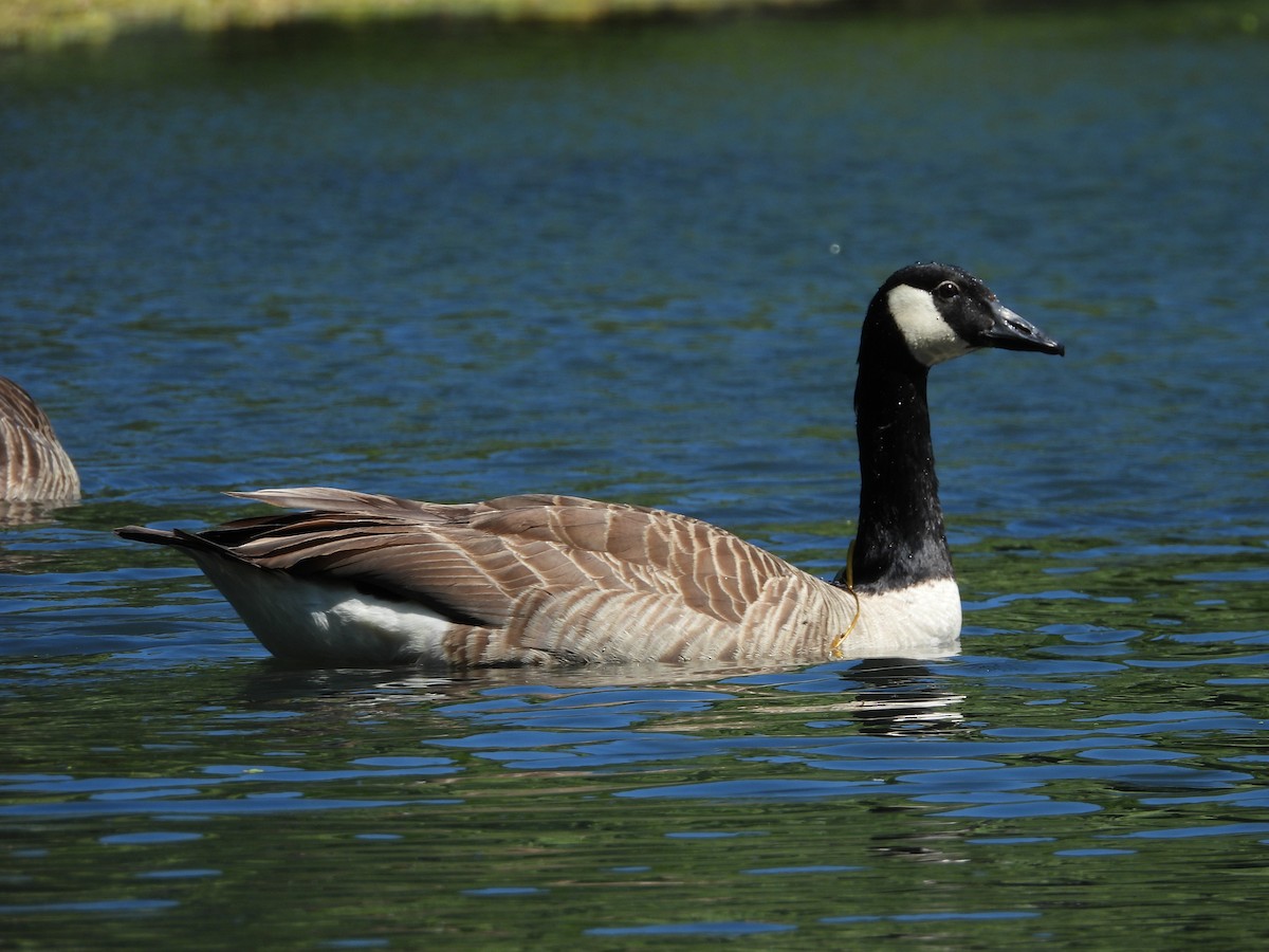 Canada Goose - ML619933011