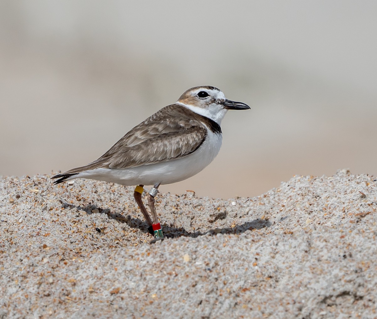 Wilson's Plover - ML619933012