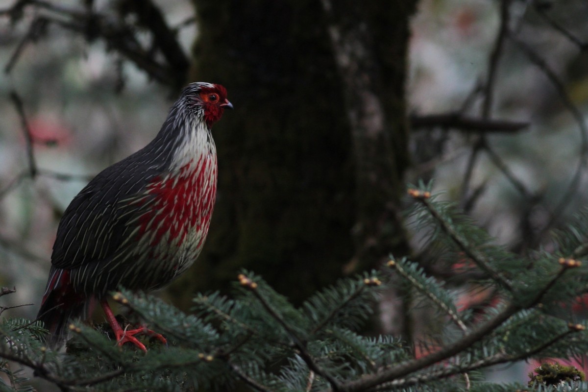 Blood Pheasant - ML619933021