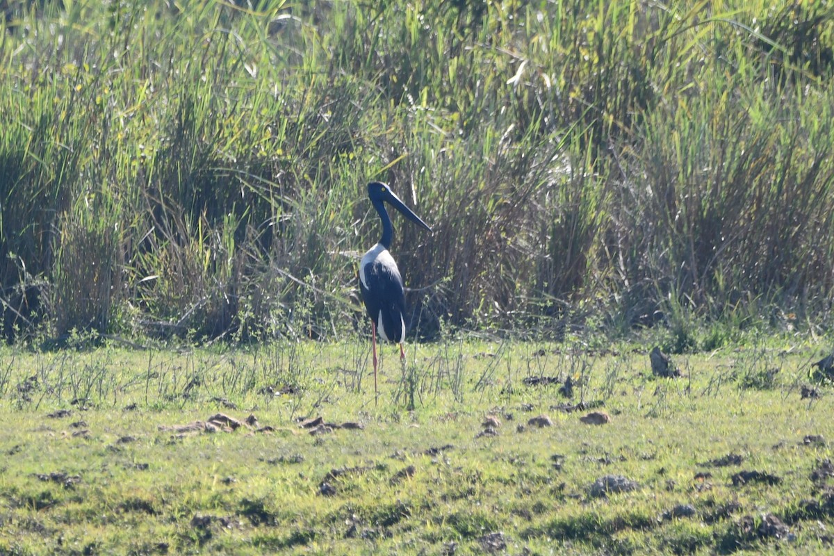 Black-necked Stork - ML619933023