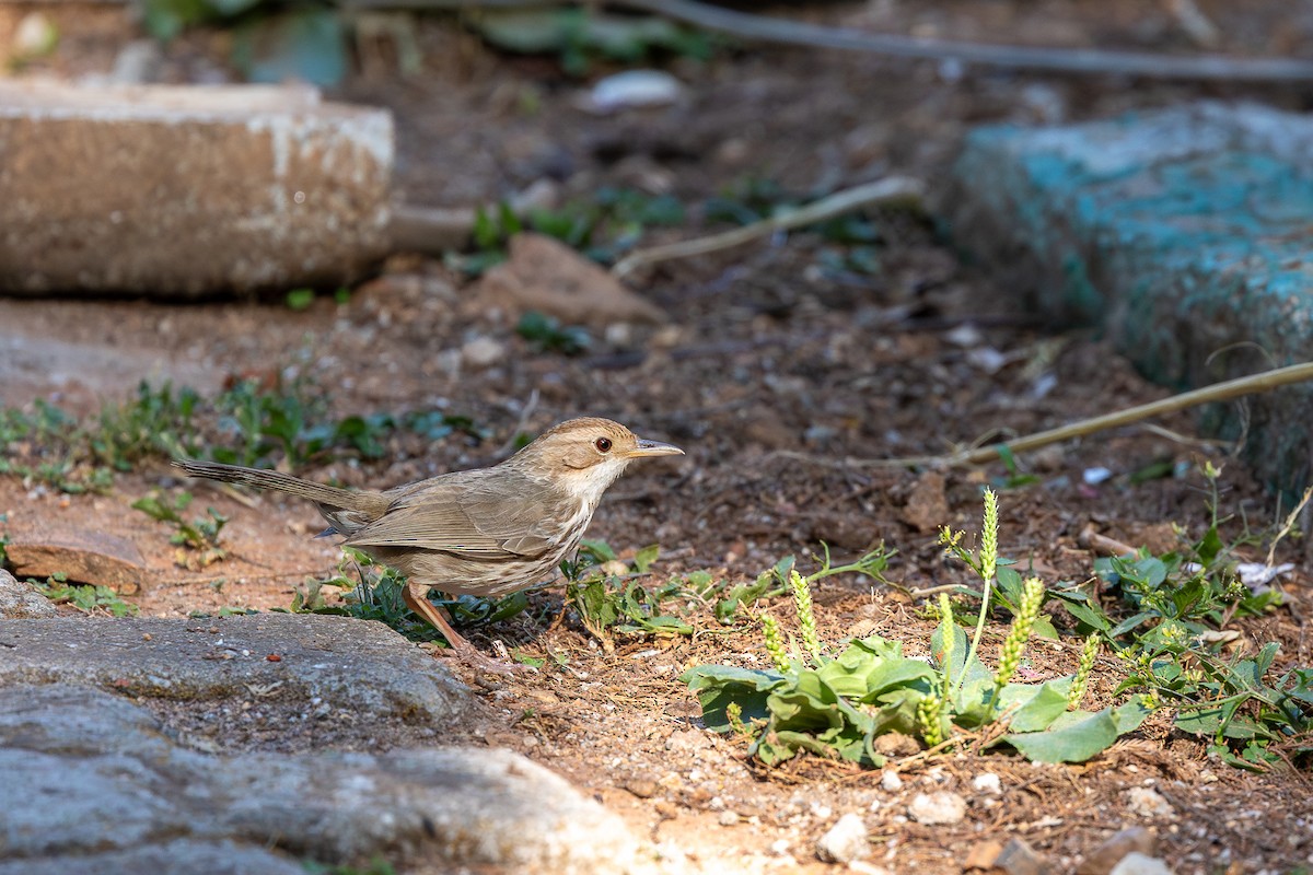 Puff-throated Babbler - ML619933036