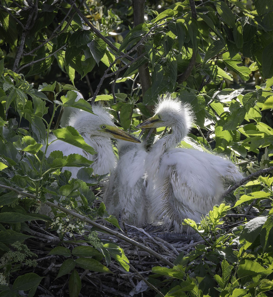 Great Egret - ML619933042