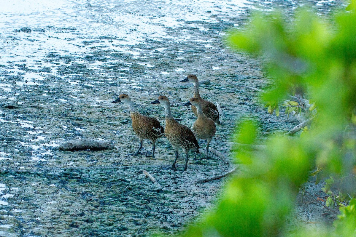 West Indian Whistling-Duck - ML619933044