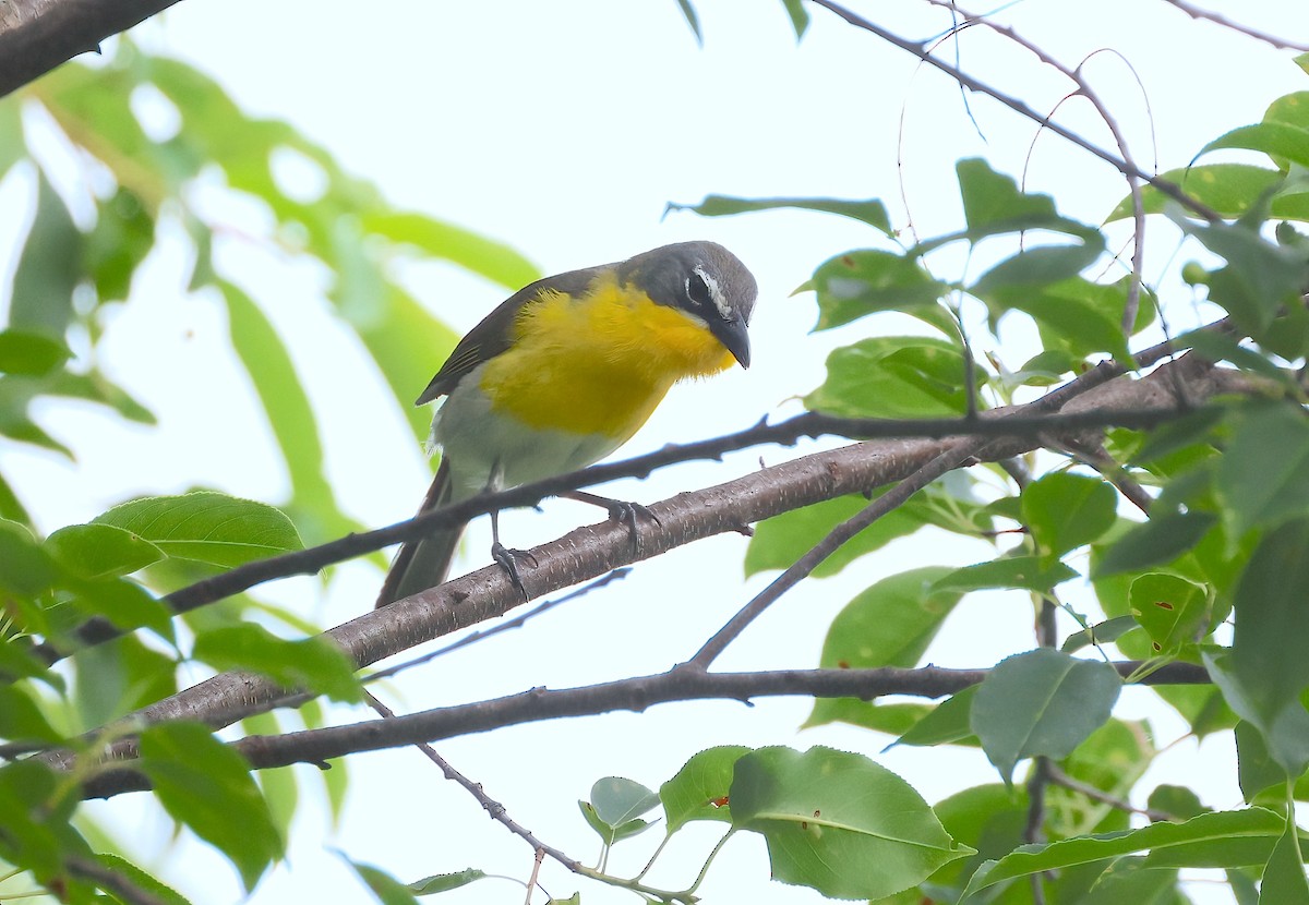 Yellow-breasted Chat - ML619933048