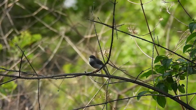 Gray-breasted Prinia - ML619933058