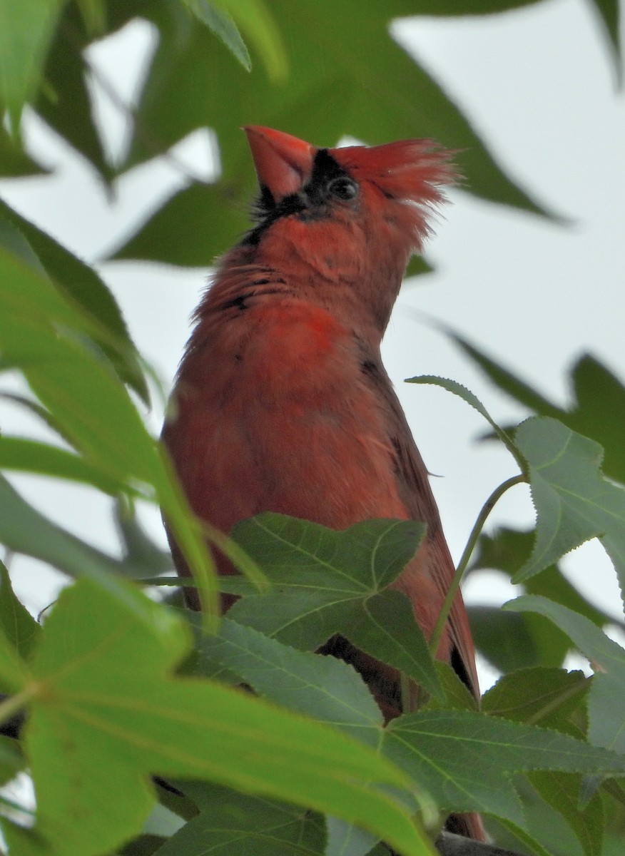 Cardinal rouge - ML619933059