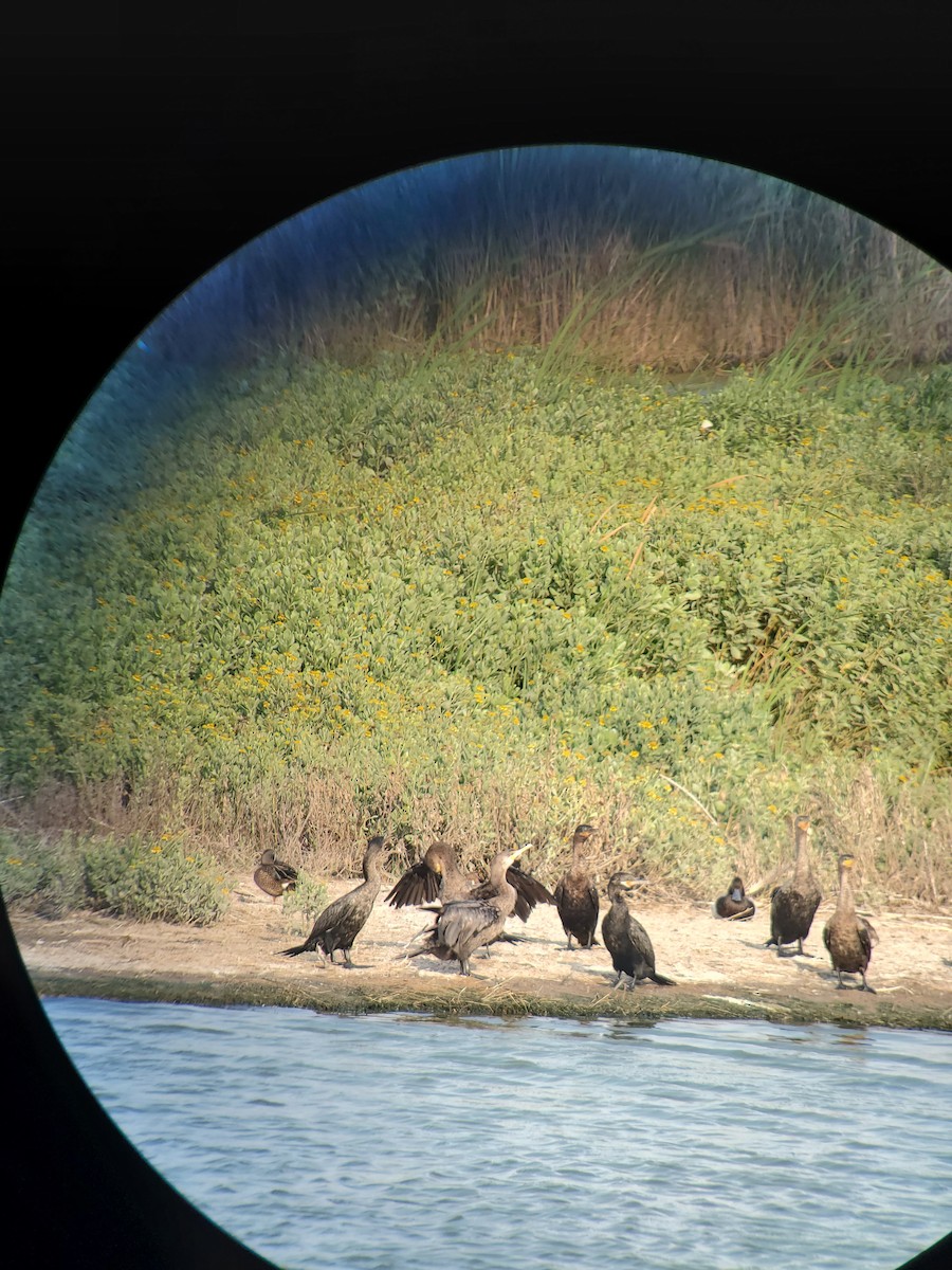 Greater Scaup - ML619933065