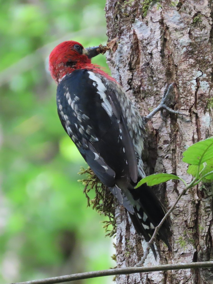 Red-breasted Sapsucker - ML619933071