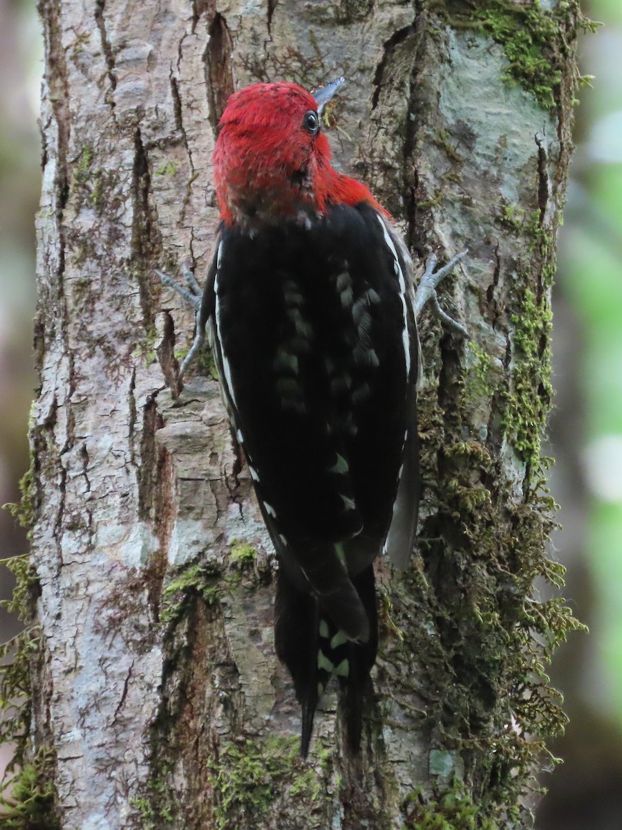 Red-breasted Sapsucker - ML619933072