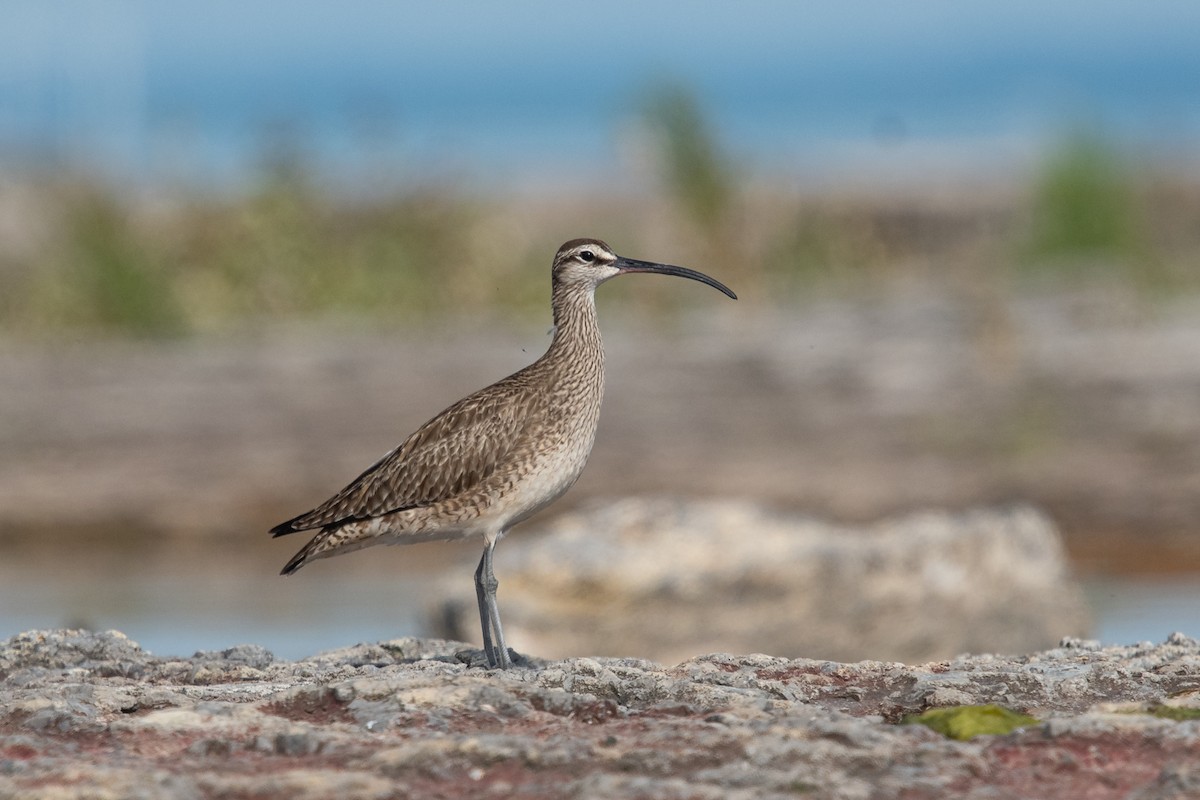 Hudsonian Whimbrel - Ryan Griffiths