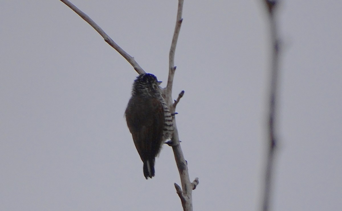 White-barred Piculet - ML619933077