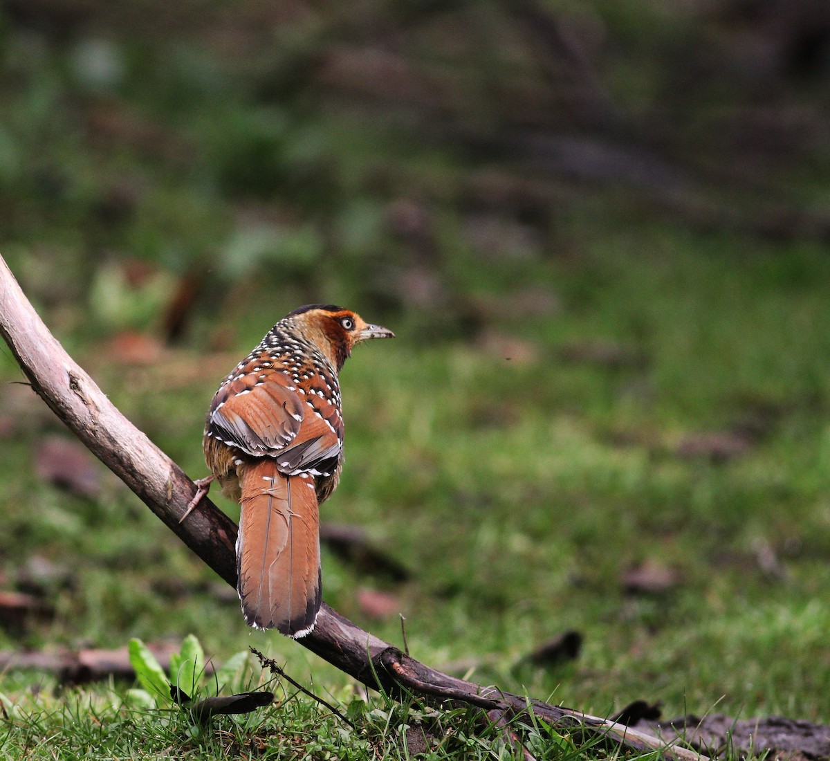 Spotted Laughingthrush - ML619933081
