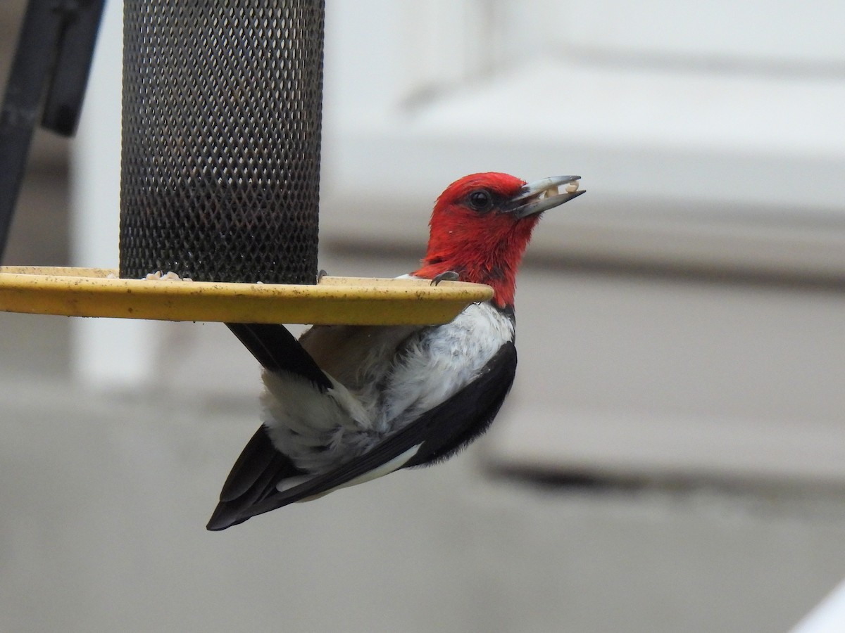Red-headed Woodpecker - ML619933087