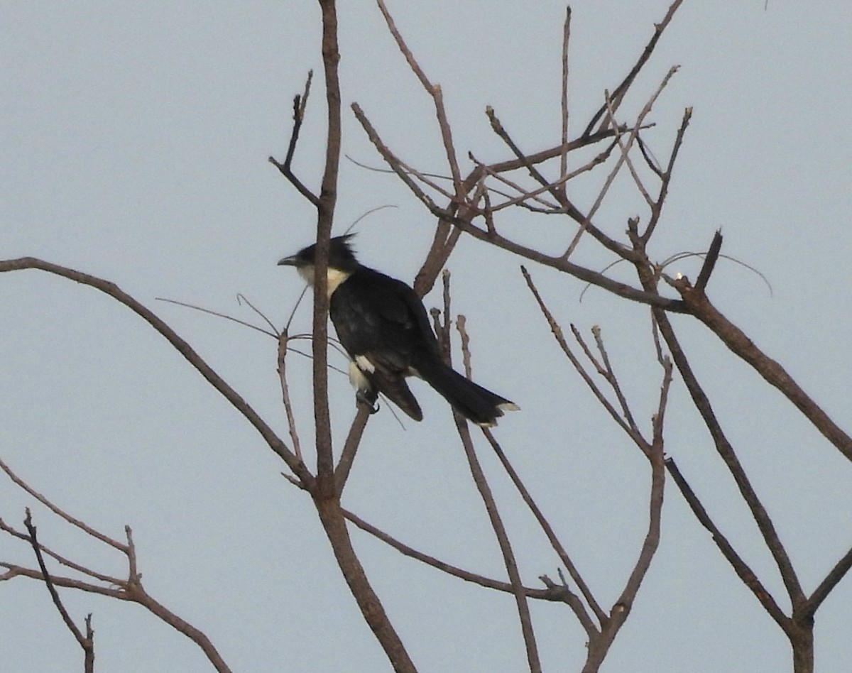 Pied Cuckoo - ML619933103