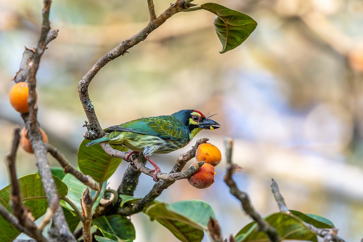 Coppersmith Barbet - ML619933124