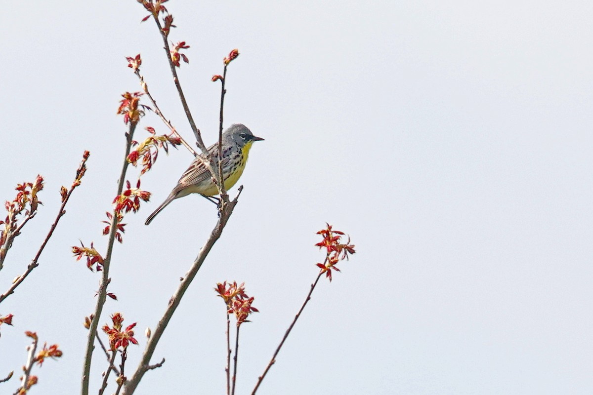 Kirtland's Warbler - ML619933127