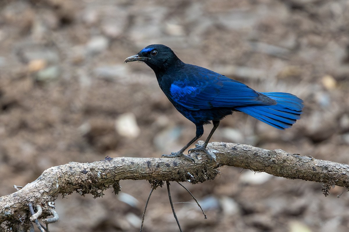 Малабарская синяя птица - ML619933140