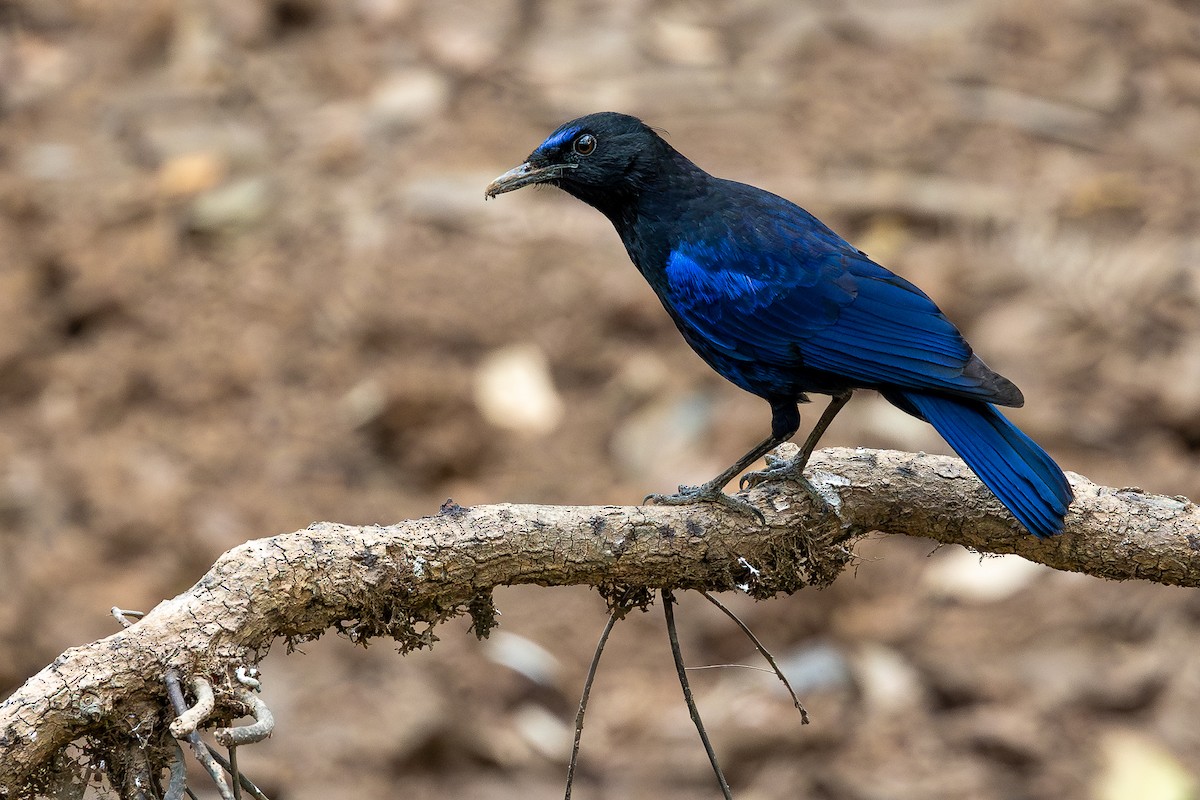 Малабарская синяя птица - ML619933141