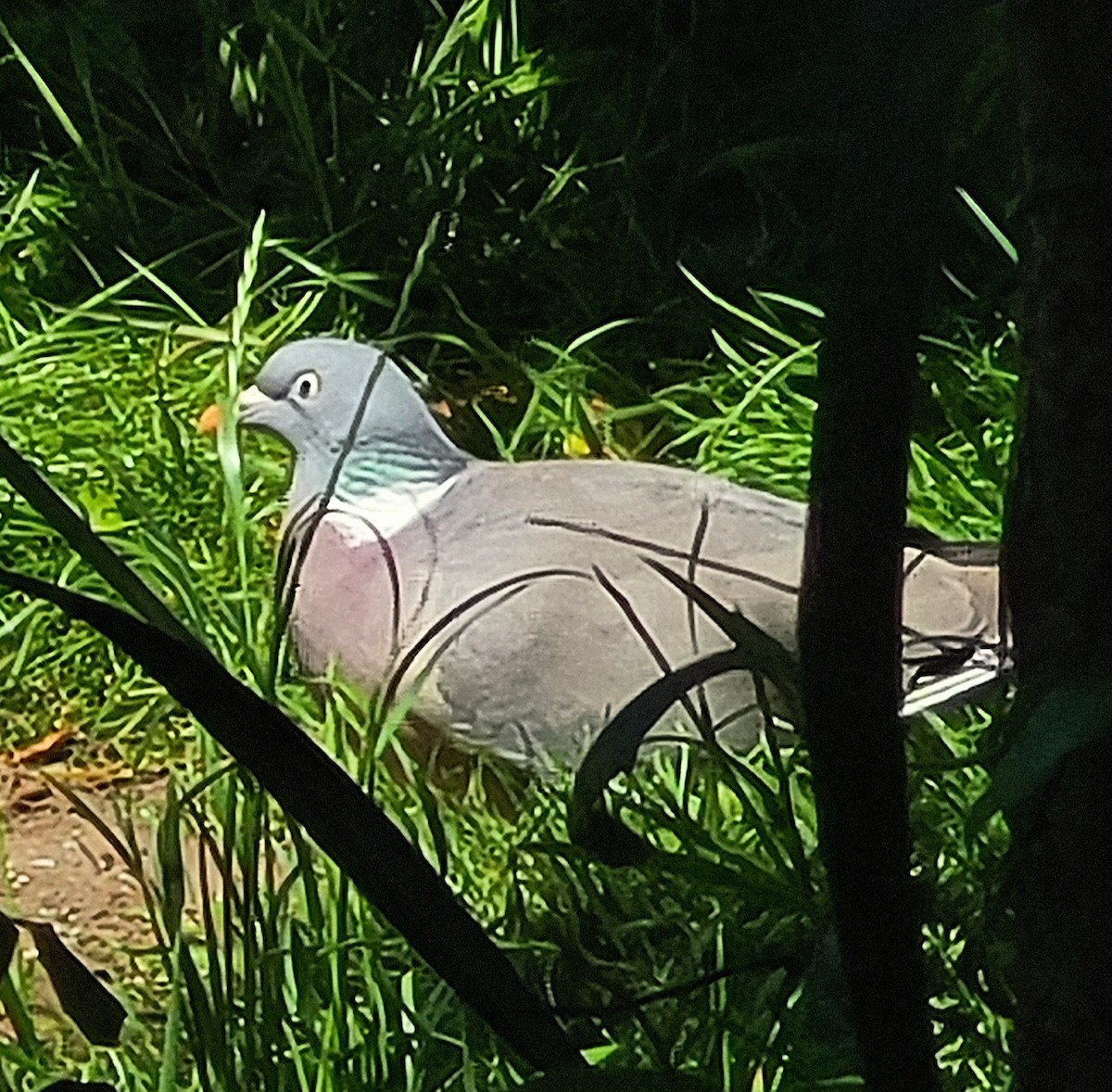 Common Wood-Pigeon (White-necked) - ML619933154