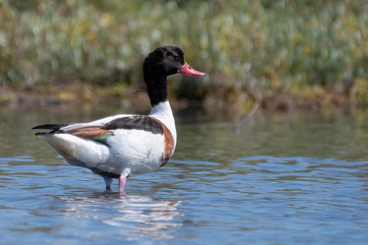 Common Shelduck - ML619933184