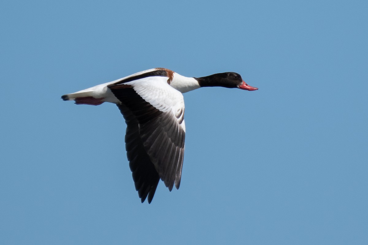 Common Shelduck - ML619933185