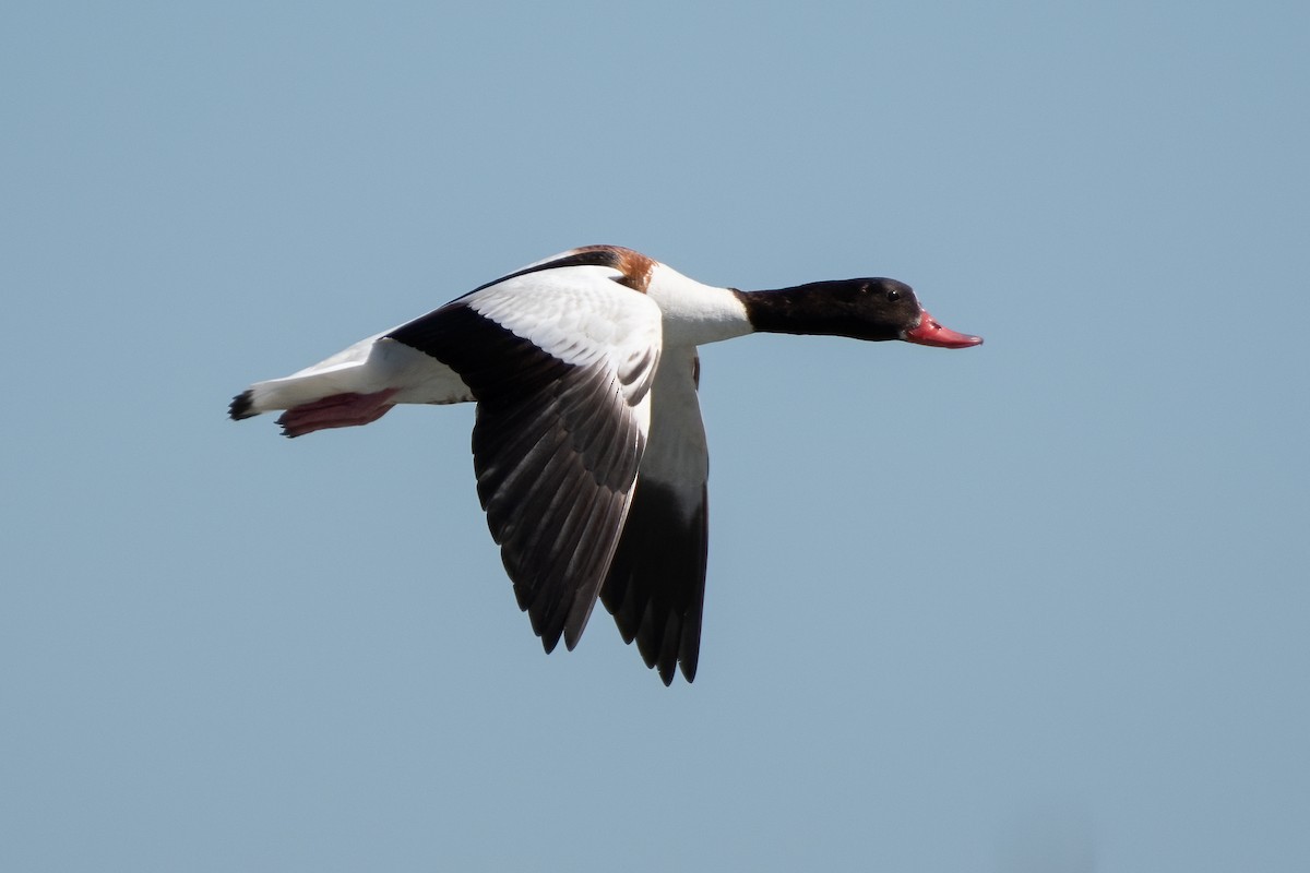 Common Shelduck - ML619933186