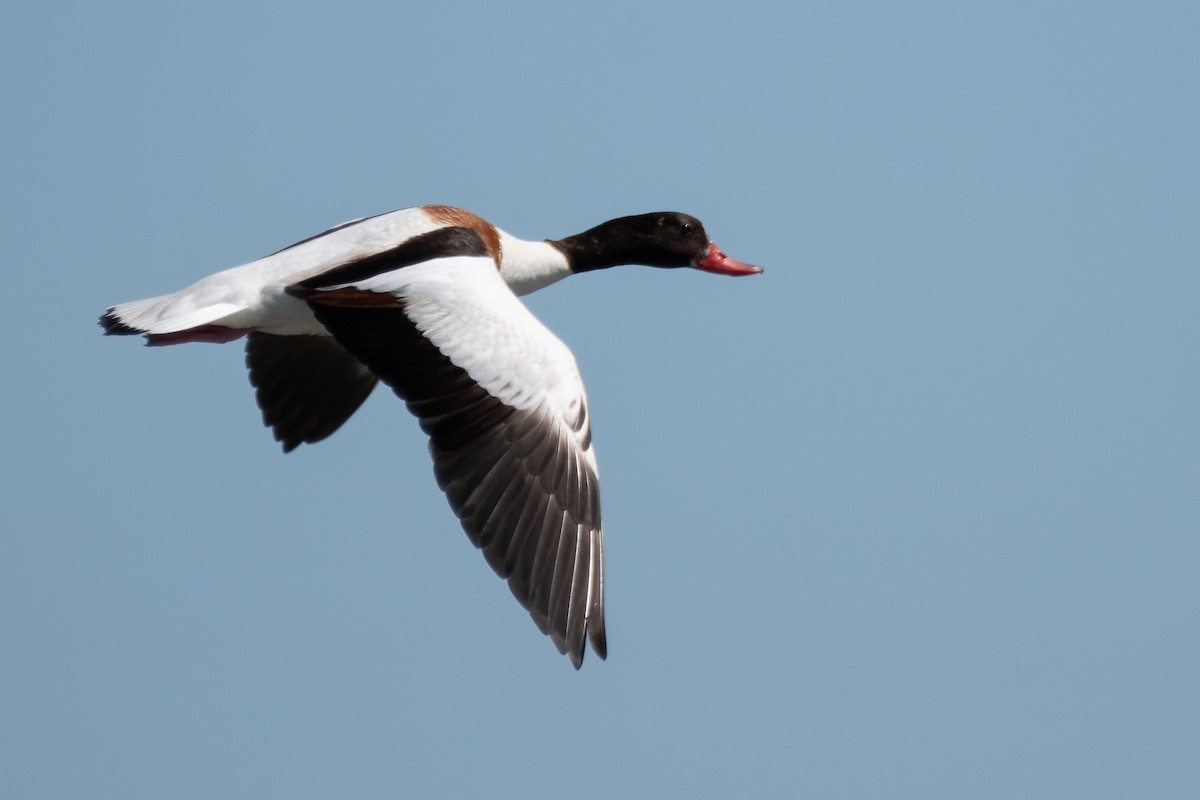 Common Shelduck - ML619933187