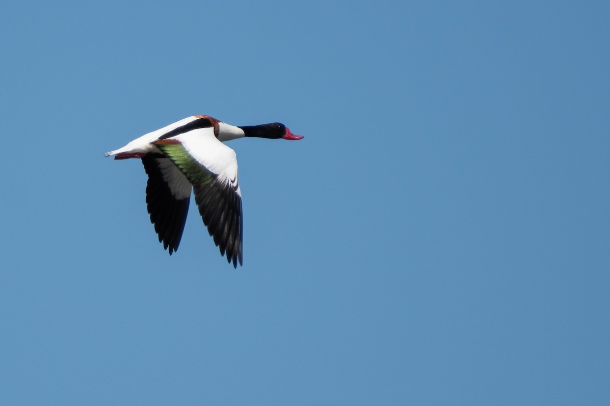 Common Shelduck - ML619933189