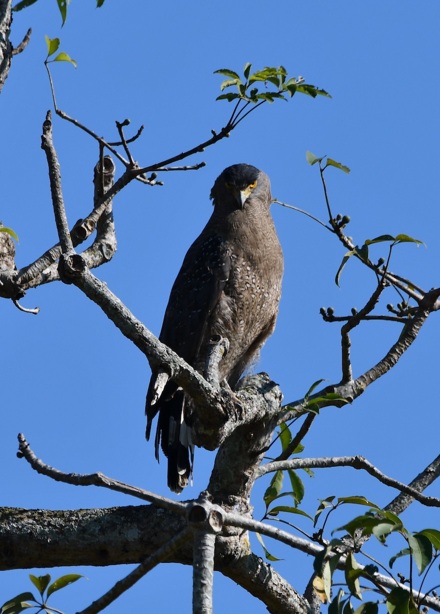 Crested Serpent-Eagle - ML619933199
