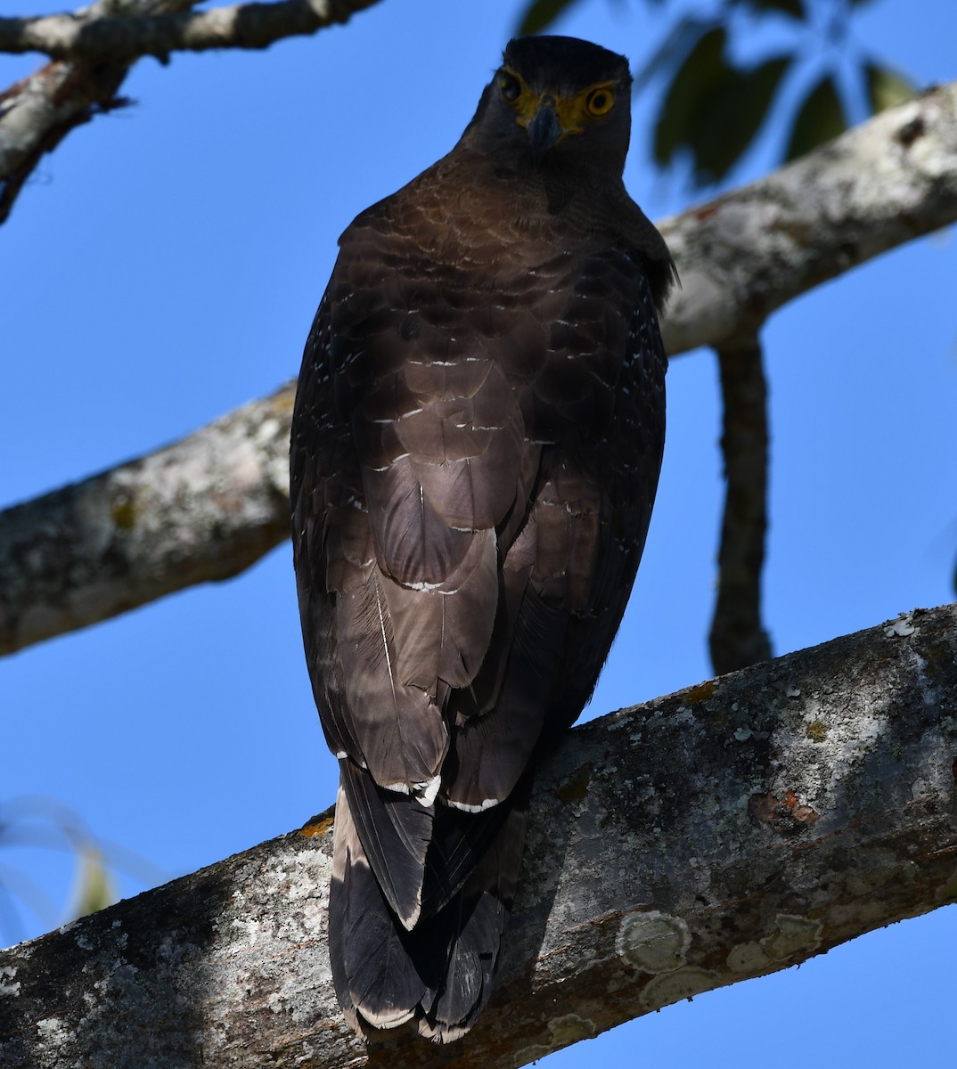 Crested Serpent-Eagle - ML619933200