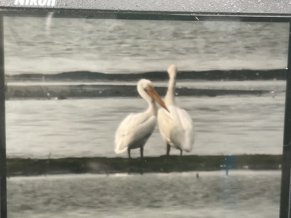pelikán severoamerický - ML619933203