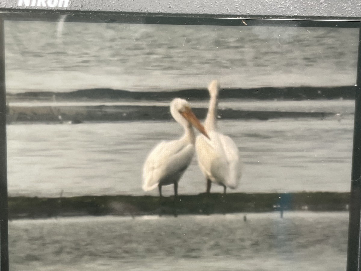 American White Pelican - ML619933203