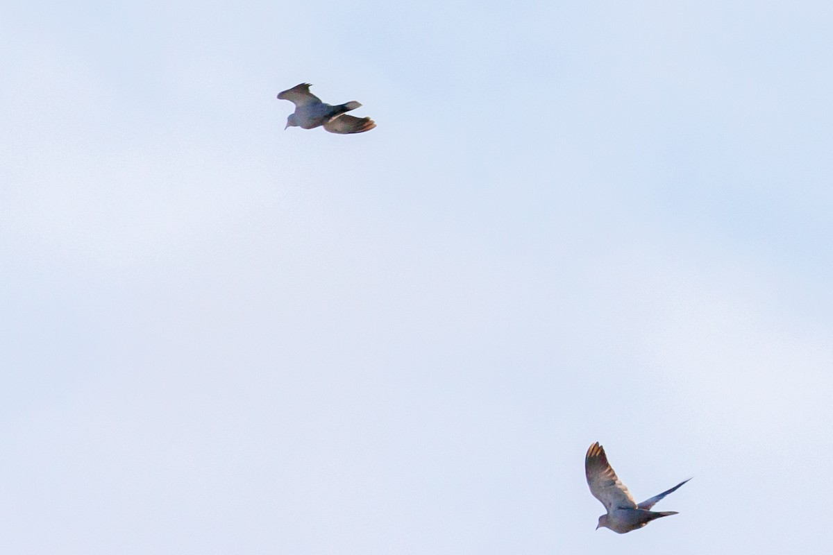 Eurasian Collared-Dove - ML619933213