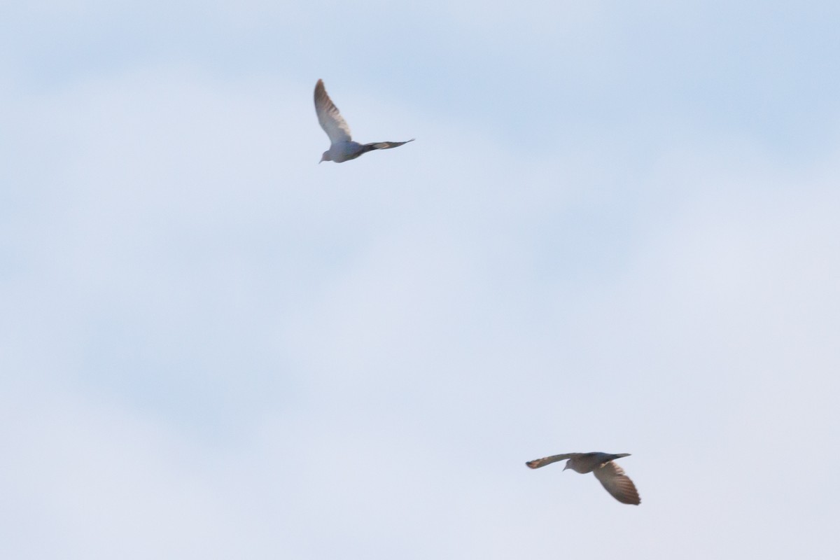 Eurasian Collared-Dove - ML619933214