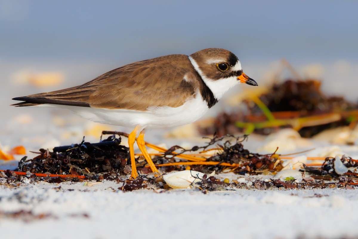 Semipalmated Plover - ML619933225