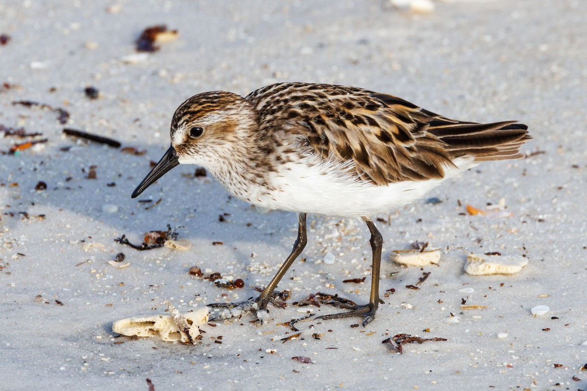 Semipalmated Sandpiper - ML619933237