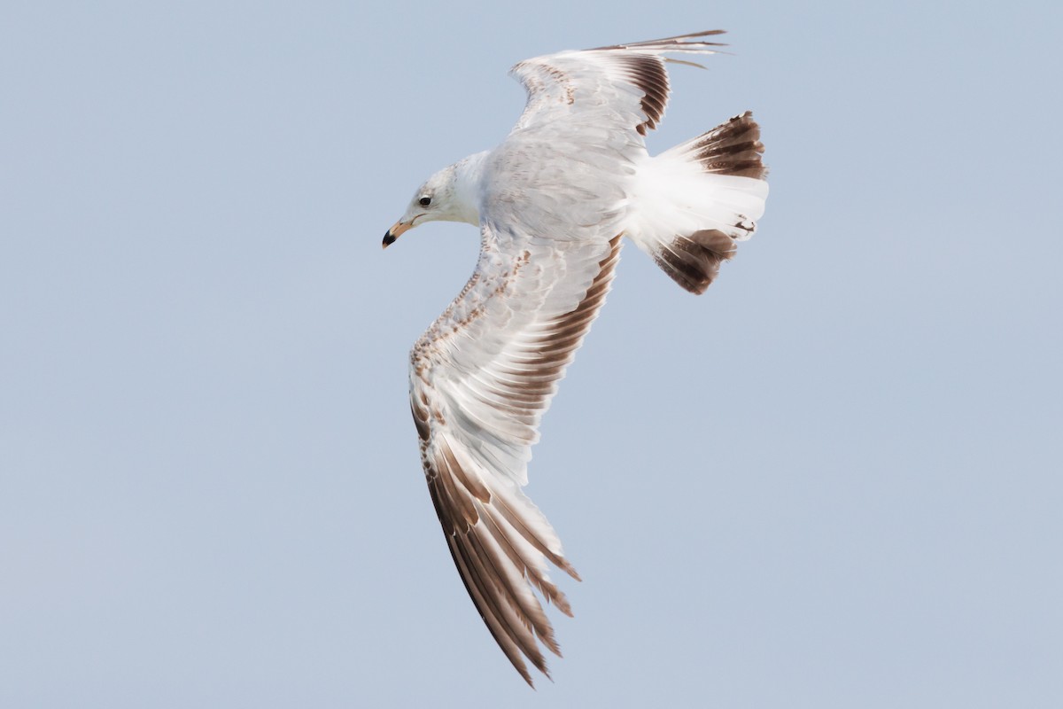 Ring-billed Gull - ML619933246