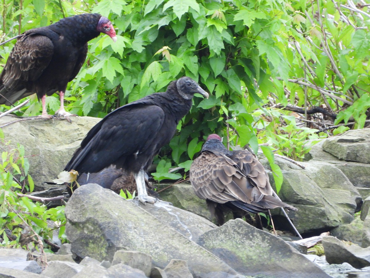 Black Vulture - ML619933251