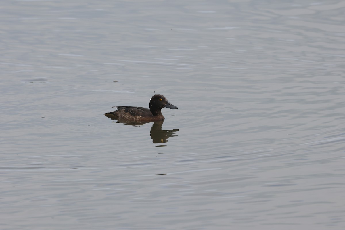 Tufted Duck - ML619933254