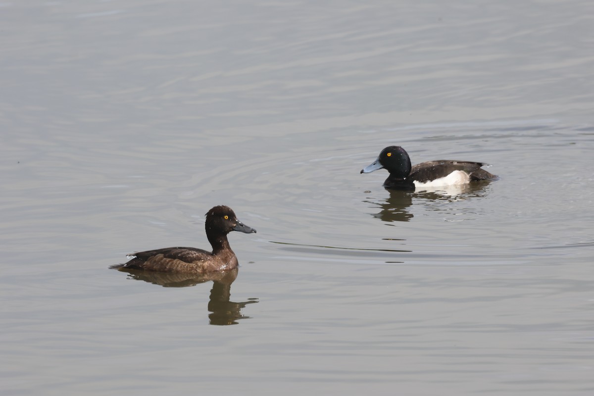 Tufted Duck - Alan Bird