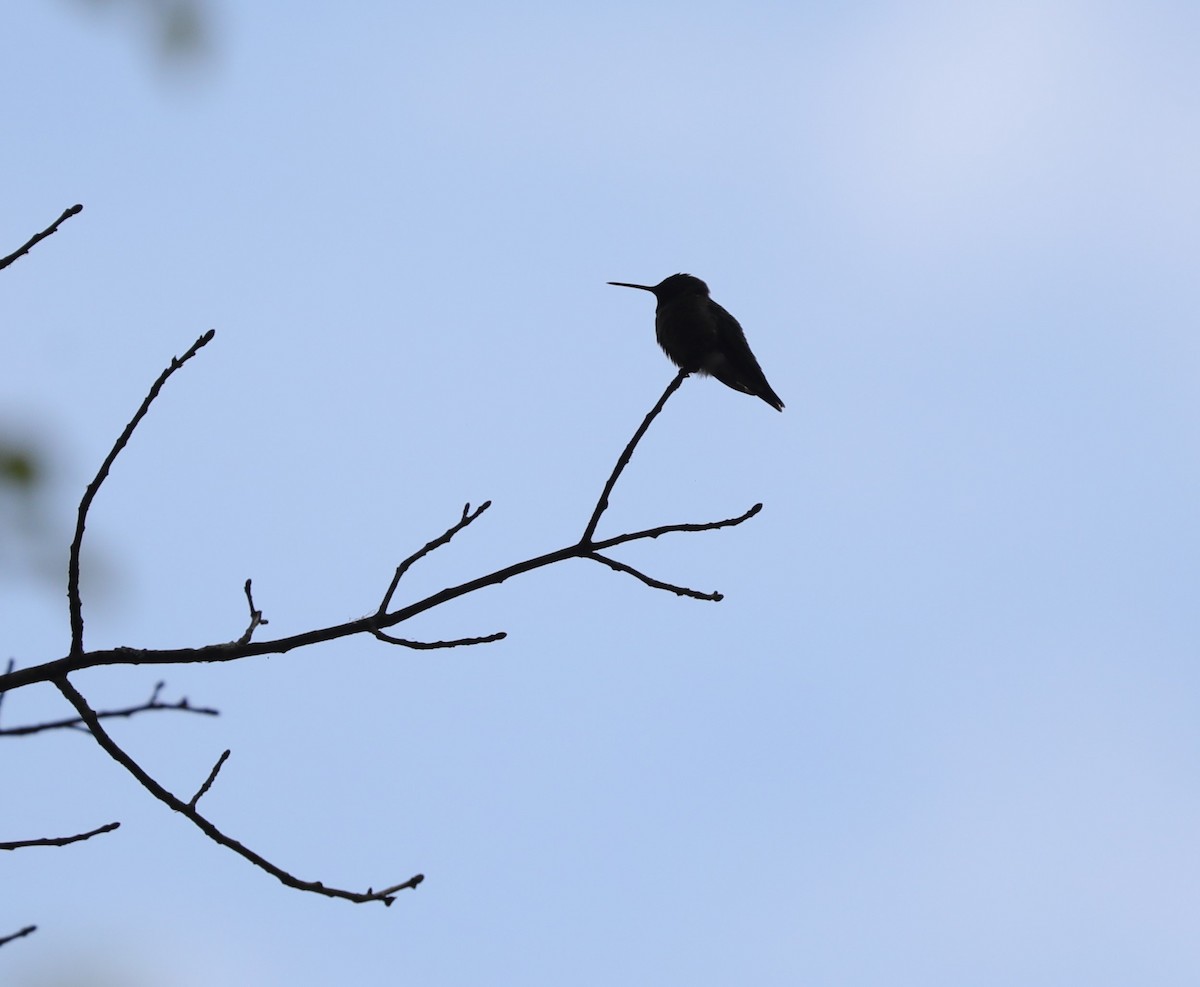 Ruby-throated Hummingbird - ML619933297