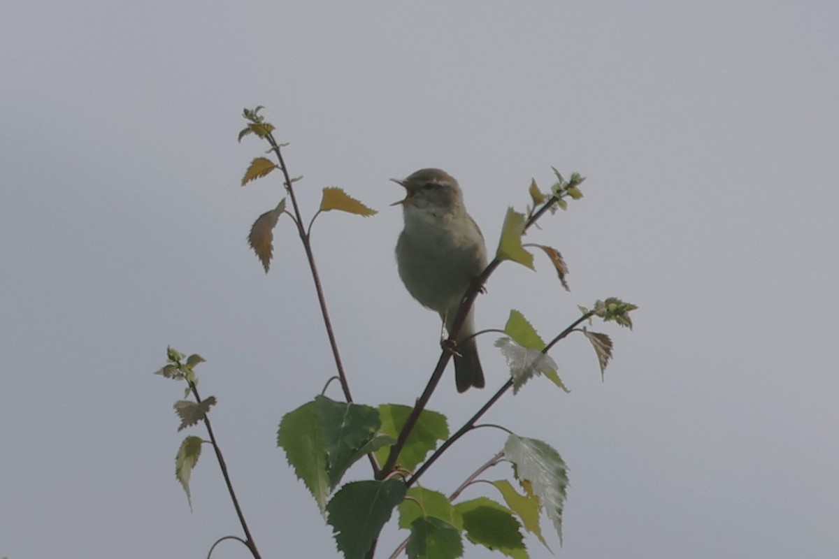 Willow Warbler - ML619933312