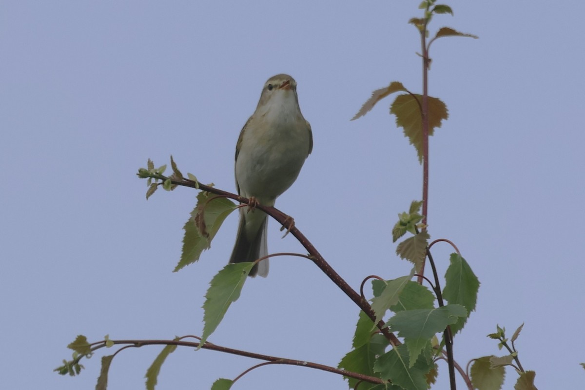 Willow Warbler - ML619933313