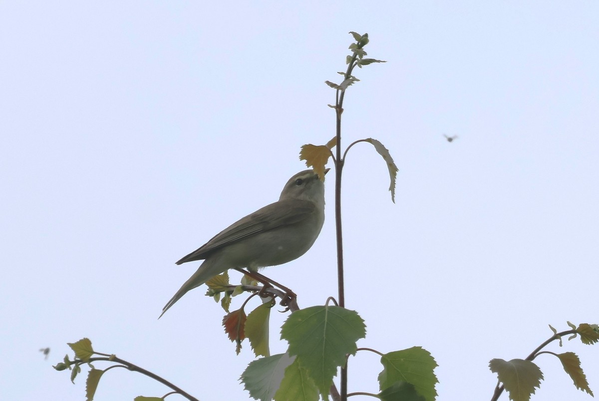 Willow Warbler - ML619933314