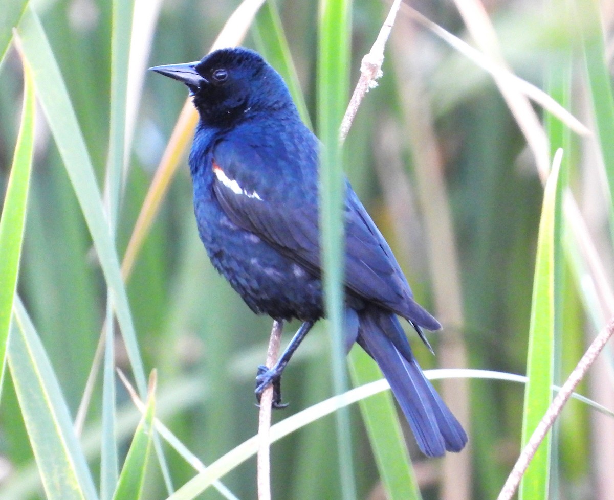 Tricolored Blackbird - ML619933315