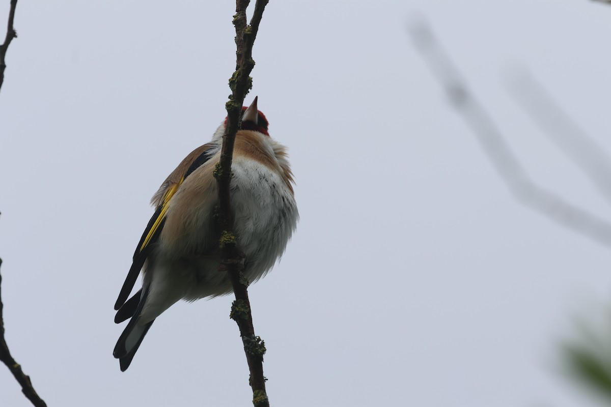 European Goldfinch - ML619933333