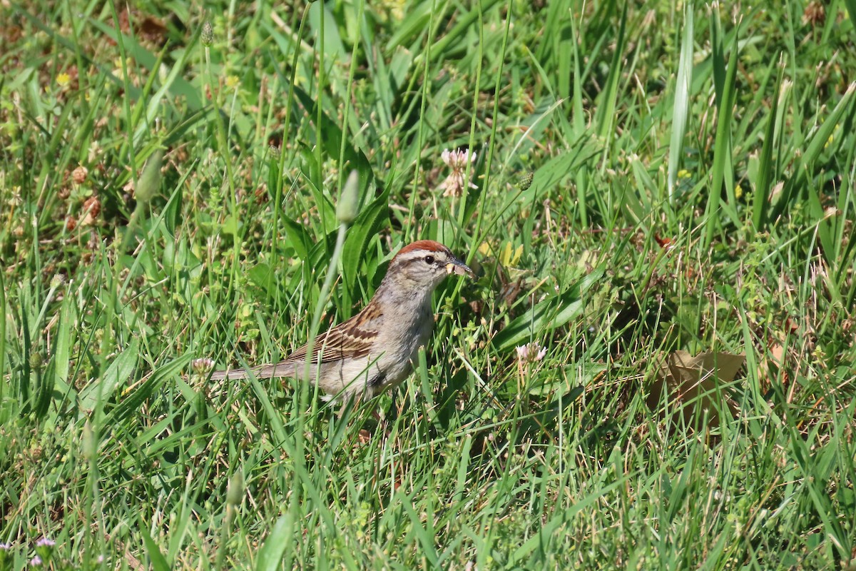 Chipping Sparrow - ML619933346