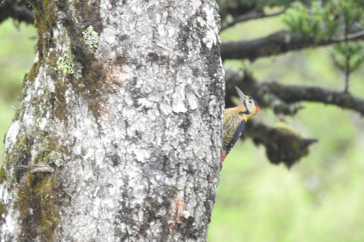 Darjeeling Woodpecker - ML619933383